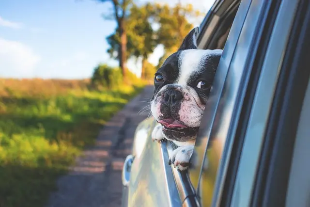10 consejos clave para viajar con tu mascota sin estrés
